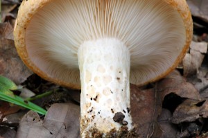 Ryzec psovan - Lactarius zonarius (4).jpg