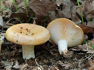Ryzec psovan - Lactarius zonarius (5).jpg