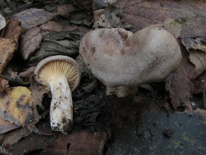 ryzec paliv-Lactarius pyrogalus1.JPG