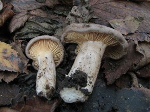 ryzec paliv-Lactarius pyrogalus2.JPG