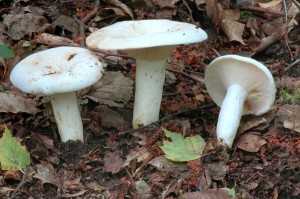 Ryzec peprn - Lactarius piperatus.jpg