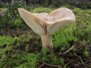 ryzec strakat-Lactarius musteus.jpg