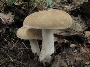 ryzec svtl-Lactarius azonites1.JPG