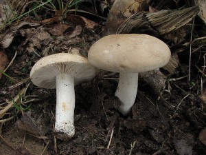 ryzec svtl-Lactarius azonites2.JPG
