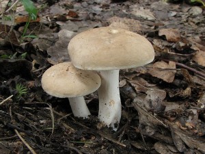ryzec svtl-Lactarius azonites3.JPG