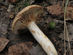 ryzec svtl-Lactarius azonites4.JPG
