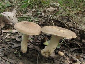 ryzec svtl-Lactarius azonites.jpg