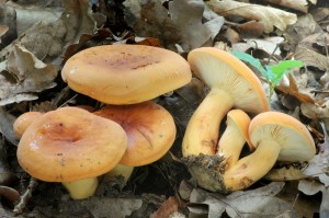 Ryzec syrovinka - Lactarius volemus (1)-1.jpg