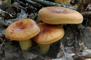 Ryzec syrovinka - Lactarius volemus (7).jpg