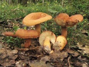 ryzec syrovinka (1).jpg