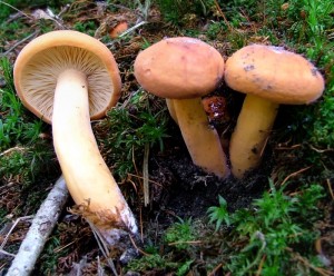 Ryzec syrovinka ? Lactarius volemus 1.jpg