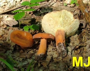 Ryzec_syrovinka_Lactarius_volemus1.jpg