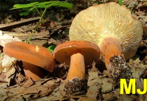 Ryzec_syrovinka_Lactarius_volemus2.jpg