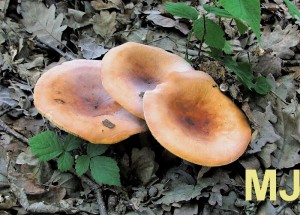 Ryzec_syrovinka_Lactarius_volemus.jpg