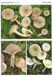 Ryzec vonn (=kokoska) - Lactarius glyciomus.jpg
