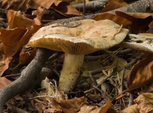 RyzecOstryAsi1.jpg
