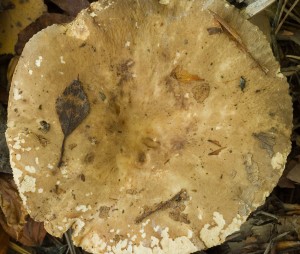 RyzecOstryAsi2.jpg