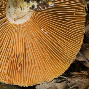 RyzecOstryAsi4.jpg