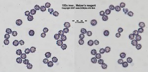 RyzecOstryAsi5.jpg