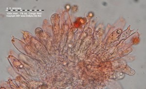 RyzecOstryHymenium.jpg
