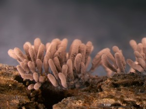 s-29-6-x001-Stemonitopsis hyperopta.jpg