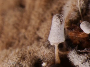 s-29-6-x014.jpg