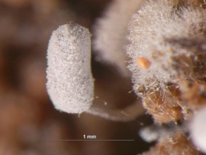 s-29-6-x015.jpg