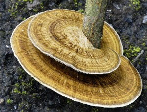 Skovec naervenal - Daedaleopsis confragosa.jpg