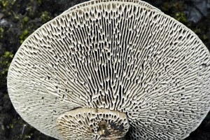 Skovec naervenal - Daedaleopsis confragosa (1).jpg
