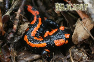 Salamandra_salamandra.jpg
