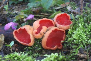 Sarcoscypha_coccinea 01.jpg