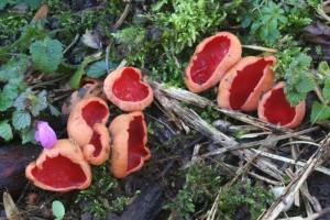 Sarcoscypha_coccinea 02.jpg