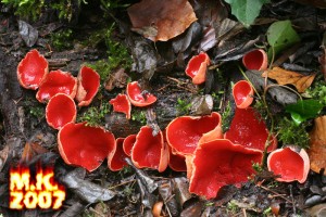 Sarcoscypha_coccinea_1.jpg