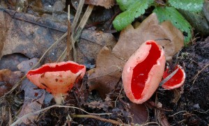 Sarcoscypha jurana1.jpg