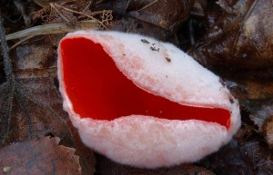 Sarcoscypha jurana2.jpg