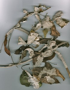 Scan0004.jpg