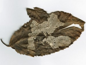 Scan0007.jpg