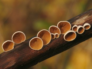 Schizophyllum amplum.jpg