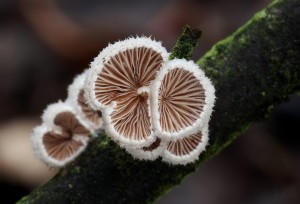 Schizophyllum commune (2a).jpg