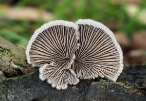 Schizophyllum commune (2b).jpg