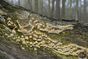 Schizopora flavipora 2015-11-18 04 JS.jpg