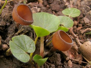 Sclerotinia1.jpg