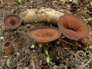Sclerotinia3.jpg