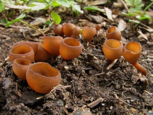 Sclerotinia6.jpg