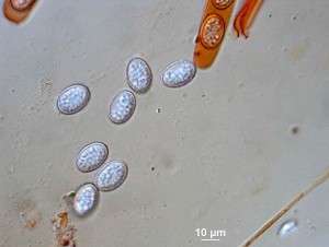 scut--6-100xs.jpg