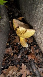 SDC10196.JPG