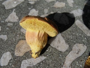 SDC10350.JPG