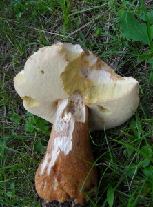 SDC10372.JPG