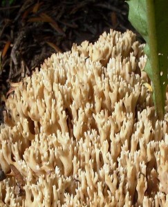 SDC15818 - Kopie.JPG