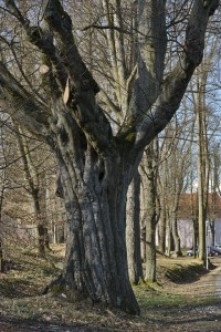 SDIM1399_960.jpg